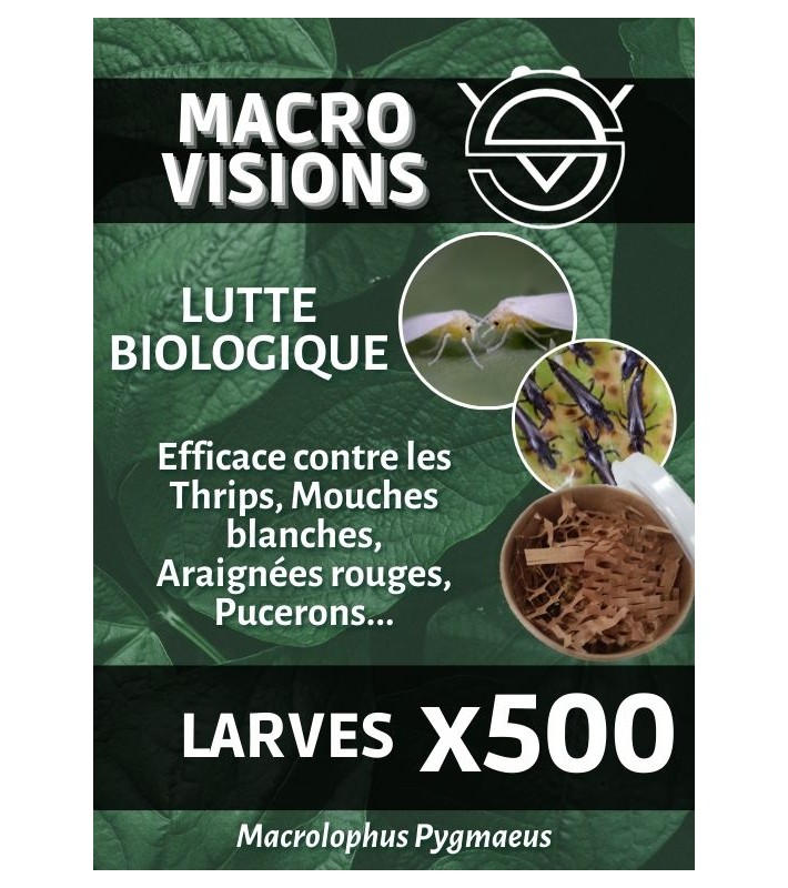 Macrolophus Pygmaeus - Larves par 500 - MACRO VISIONS